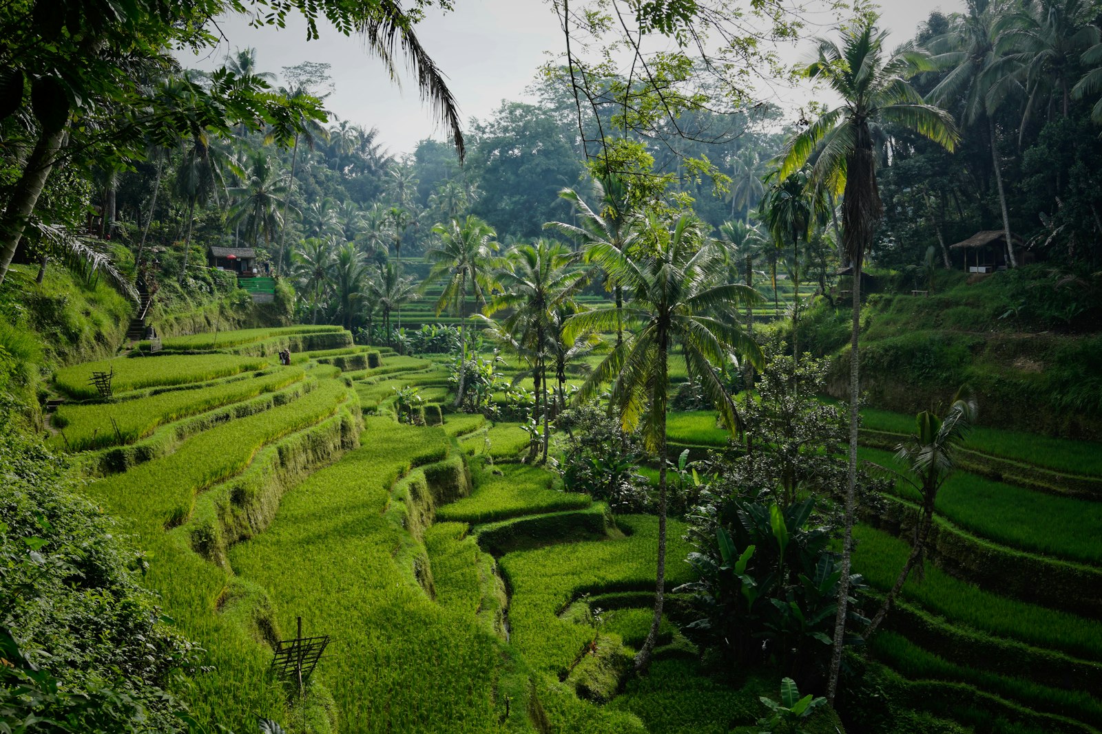 Indonesia — home of Monta Tolotangga
